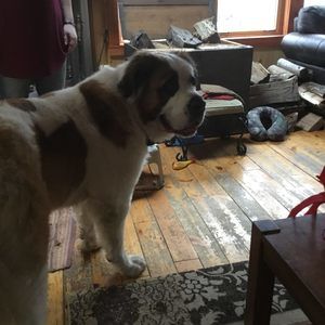 Meet your Posher, Debbie